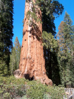 Sequoia Redwood in California