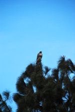 Hawk on a Ponderosa