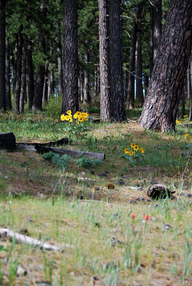 Wildflowers and Ponderosas