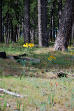 Wildflowers and Ponderosas