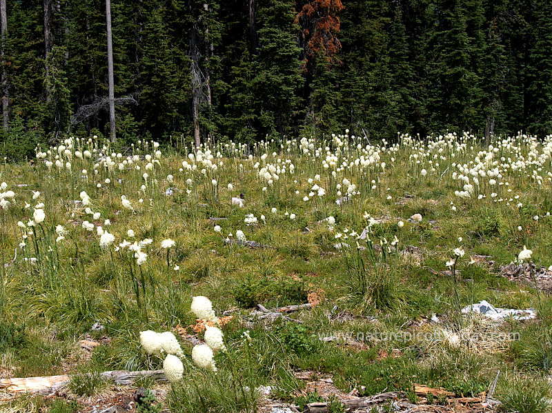 Beargrass on the border of Idaho and Montana