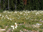 Beargrass on the border of Idaho and Montana