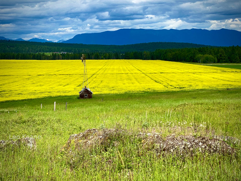 Canola fields in Montana