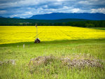 Canola fields in Montana