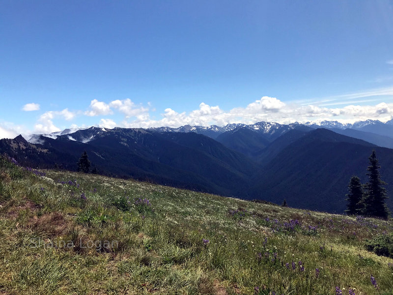 Hurricane Ridge