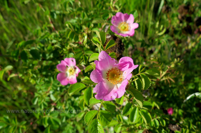 Wild Roses in Idaho