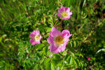 Wild Roses in Idaho