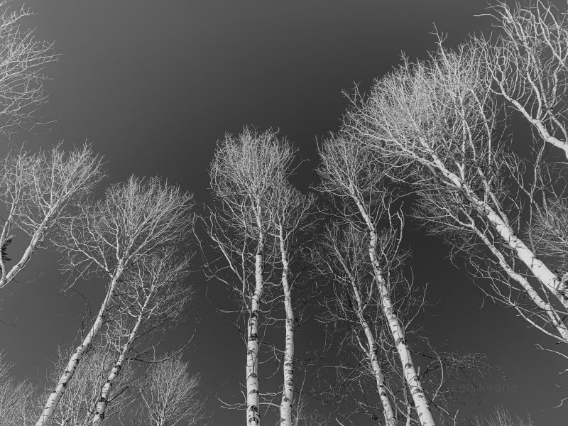 Quaking Aspen in Montana