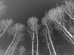 Quaking Aspen in Montana