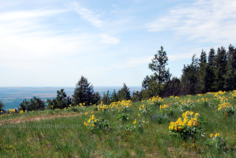 Flowers on the Palouse