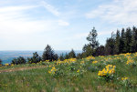 Flowers on the Palouse