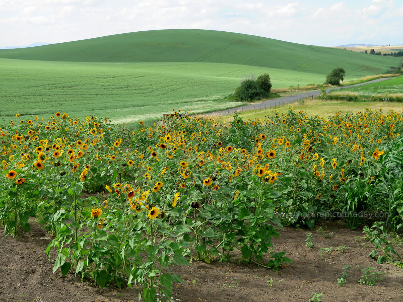 Delightful Sunflowers!