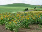 Delightful Sunflowers!