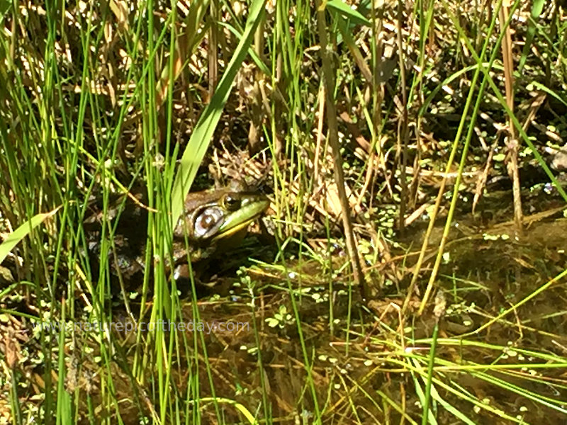 Bull frog in a pond