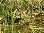 Bull frog in a pond