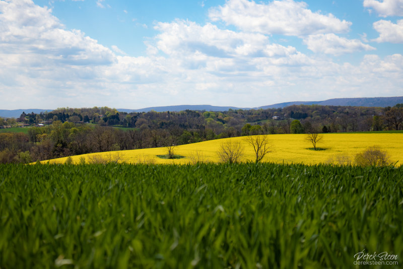 Canola Fields in Cherryville, PA