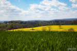 Canola Fields in Cherryville, PA