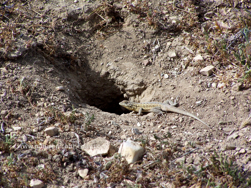 Lizard in California