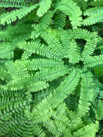 Ferns in Washington State