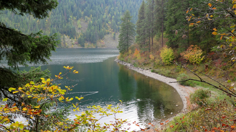 Water fowl on Lake Pend Oreille in Idaho