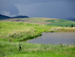 Geese and a pond and a storm