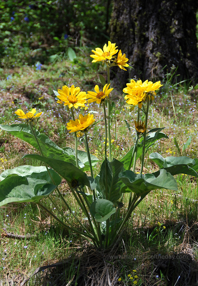 Wildflowers in Idaho