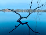 Tree in a lake in Minnesota