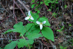 Wildflowers in Idaho