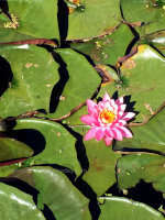 Water lilies on Chatcolet Lake in Idaho