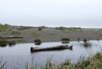 Driftwood in Washington State