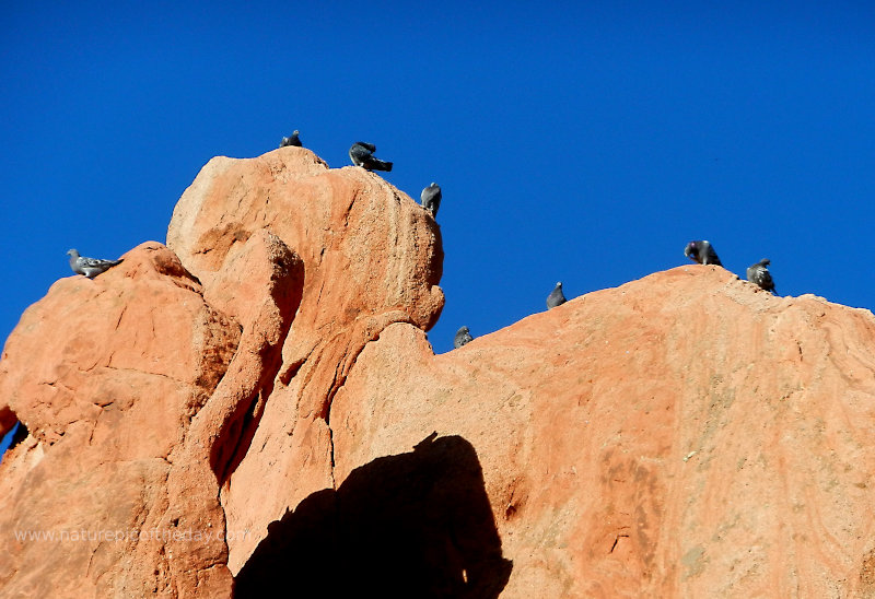 Doves in Colorado