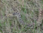 Bull Snake In Eastern Montana