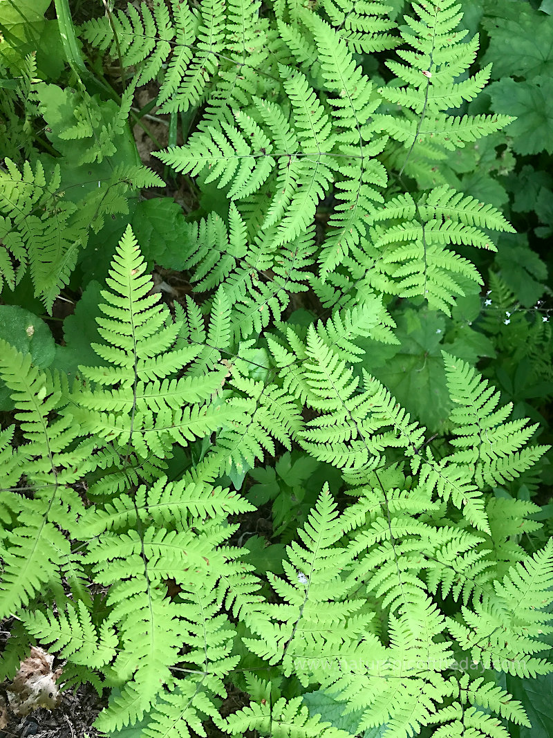 Fluorescent green ferns 