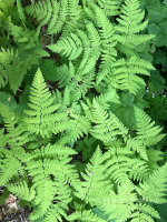 Fluorescent green ferns 