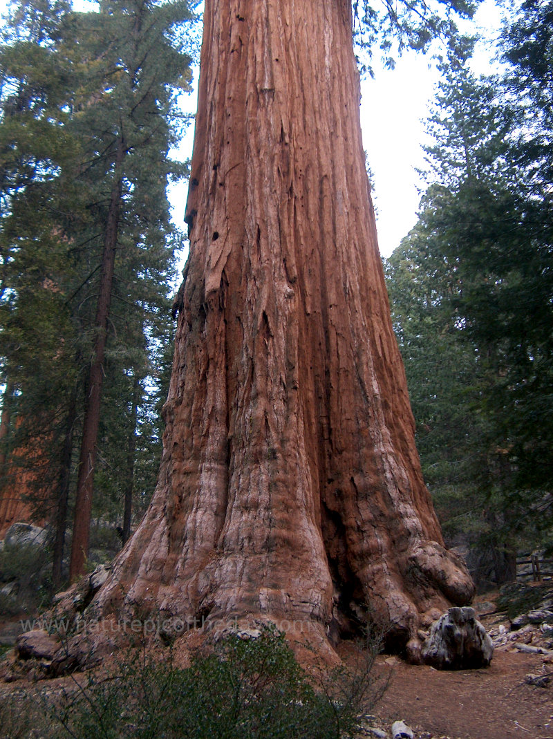 General Sherman Sequoia Redwood