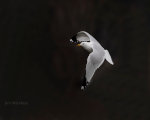 Seagull in flight!