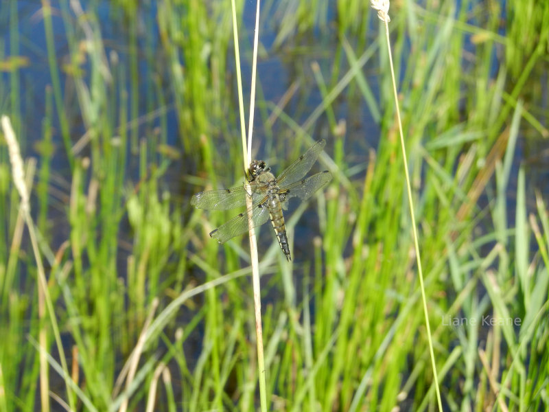 Dragonfly in Montana