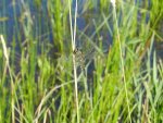 Dragonfly in Montana