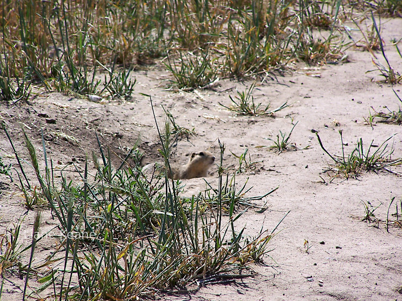 Prairie dogs in eastern Montana