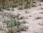 Prairie dogs in eastern Montana