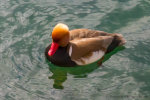 Red-Crested Pochard Duck in Switzerland.