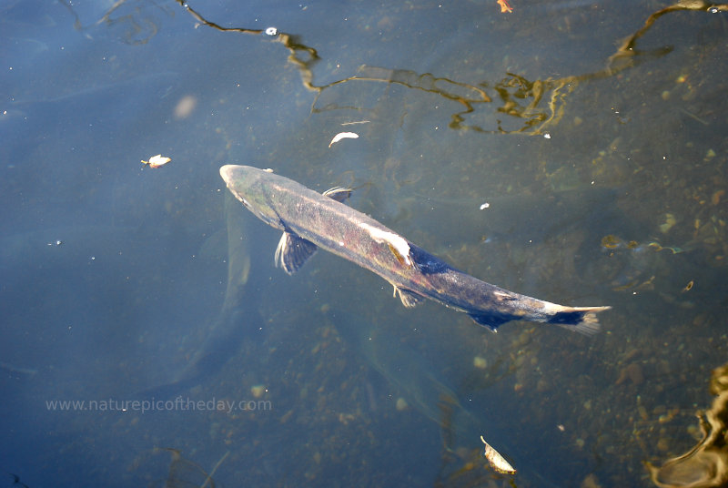 Salmon swimming in Washington State.