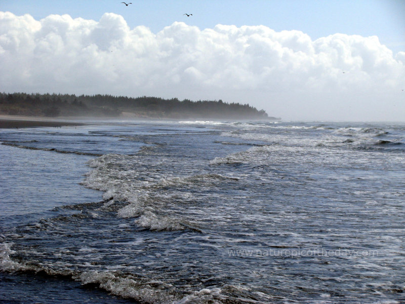 Seagulls and a beach and waves in Washington