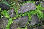 Pretty things growing in the cracks of a rock wall.