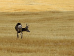 Buck in a wheat field.