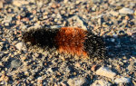 Caterpillar in Minnesota