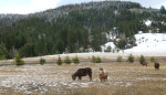 Miniature horses in Idaho.