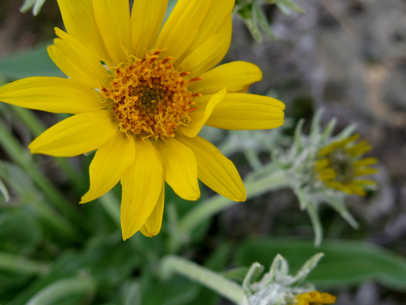 Wildflowers