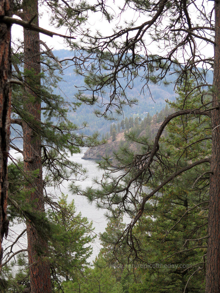 Ponderosa Pines and Lake Pend Orielle