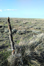 Sage Brush prairie in Eastern Montana
